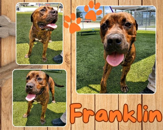 FRANKLIN - Pit Bull Terrier available for adoption