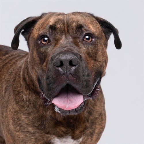 FRANKLIN - Pit Bull Terrier available for adoption