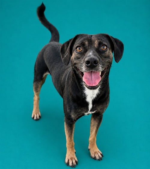 CLYDE - Labrador Retriever for adoption in Pearland