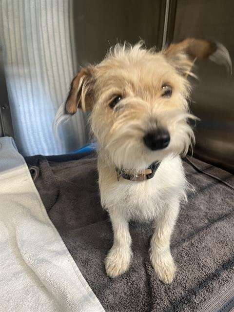 BUNNY - Terrier available for adoption