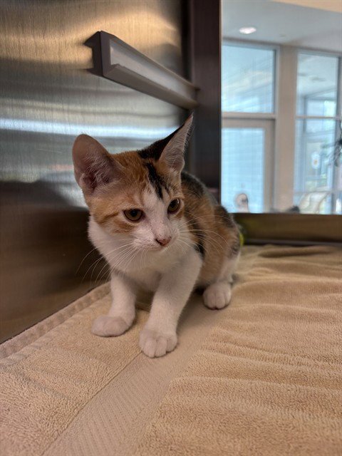 GINGER - Domestic Short Hair available for adoption