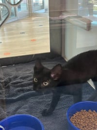 MEOWTICIA - Photo 1