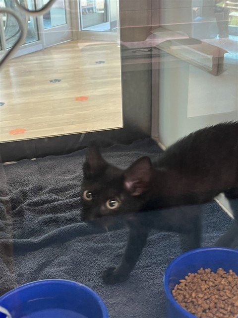 MEOWTICIA - Domestic Short Hair for adoption in Pearland