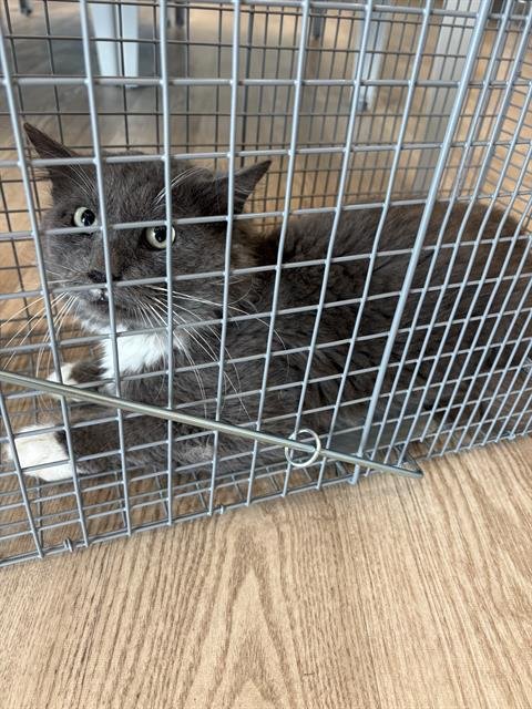 BOBBI - Domestic Medium Hair available for adoption