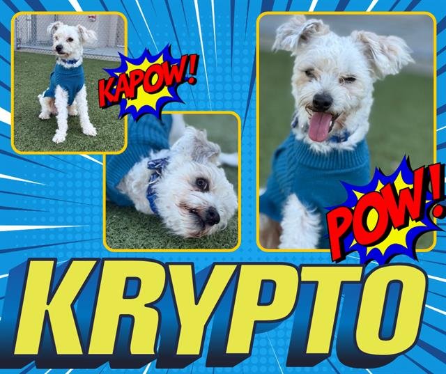 KRYPTO - Bichon Frise available for adoption