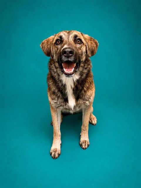 XENA - Anatolian Shepherd available for adoption