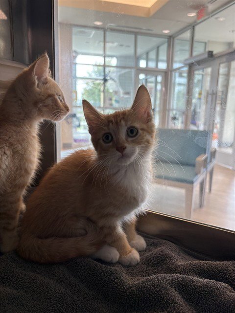 DR PEPPER - Domestic Short Hair available for adoption