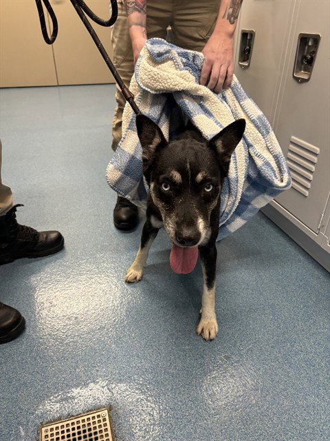 DAMIEN - Australian Cattle Dog/Blue Heeler / Husky available for adoption