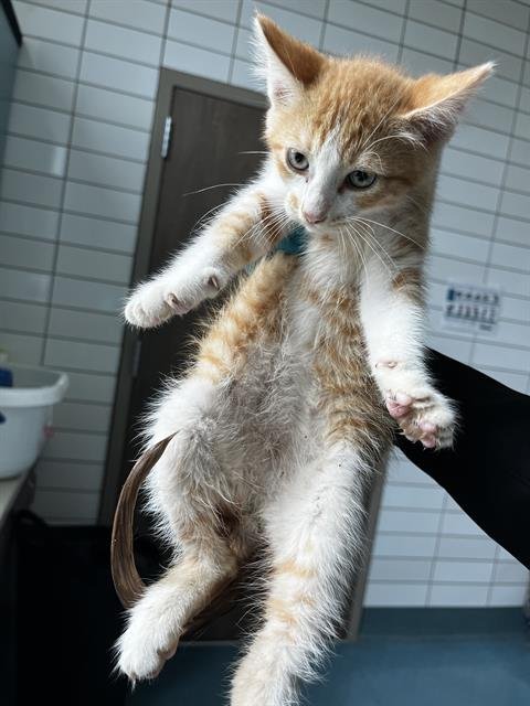ARTHUR - Domestic Short Hair for adoption in Pearland