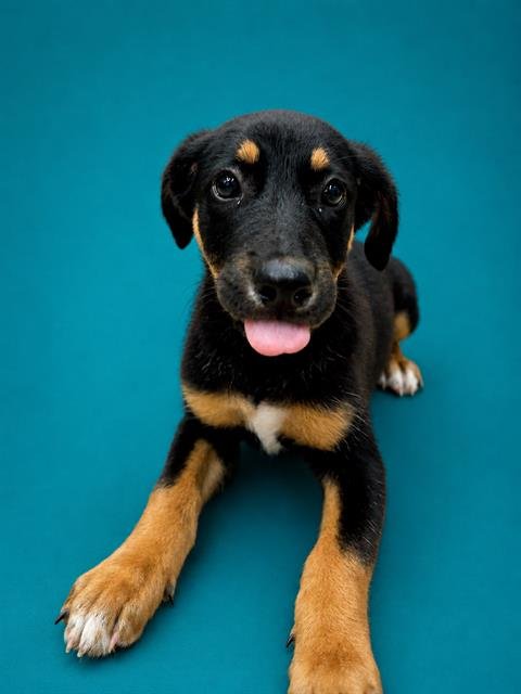 SIX - German Shepherd Dog available for adoption