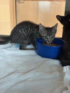 DEWY - Domestic Short Hair available for adoption