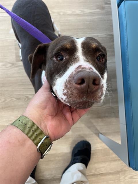 GODIVA - Pit Bull Terrier available for adoption