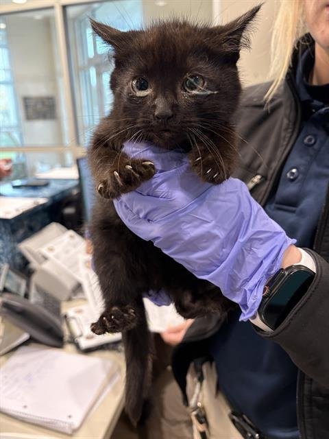 BAMBOO - Domestic Short Hair available for adoption