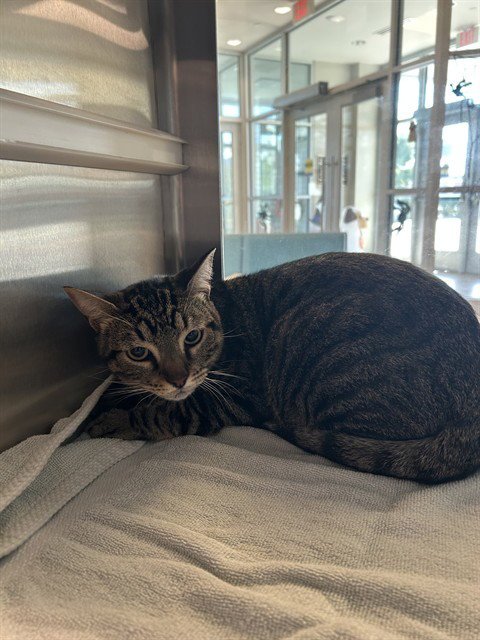 EZEL - Domestic Short Hair available for adoption