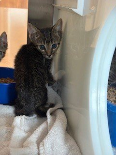 HUEY - Domestic Short Hair for adoption in Pearland