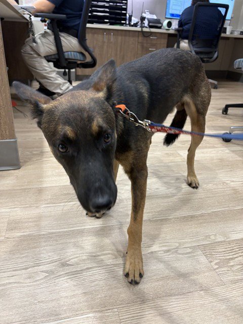 AL POOCHINO - German Shepherd Dog available for adoption
