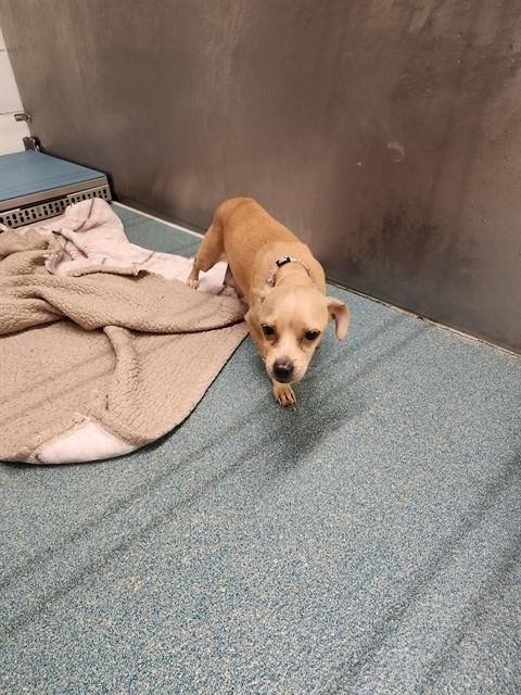 PING PING - Chihuahua available for adoption