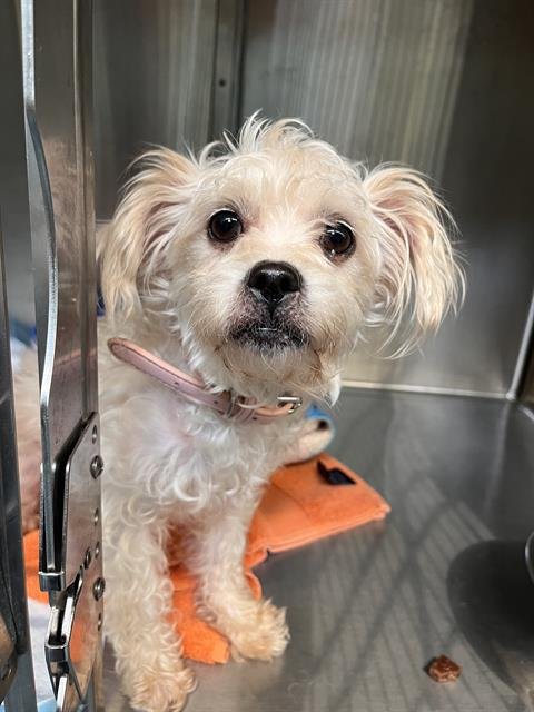 GIGI - Poodle (Toy) available for adoption