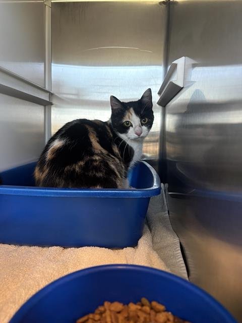 ARROW - Domestic Short Hair available for adoption