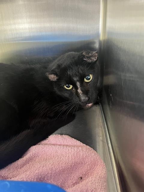 PORTER - Domestic Short Hair available for adoption