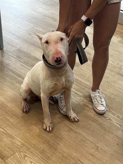 DEX - Bull Terrier available for adoption
