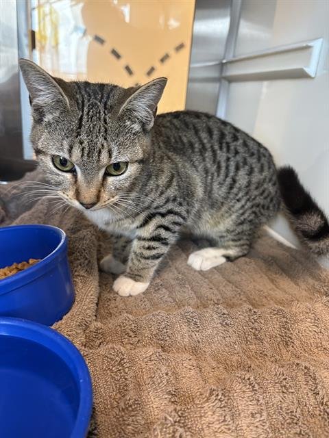 MIGHTY - Domestic Short Hair available for adoption