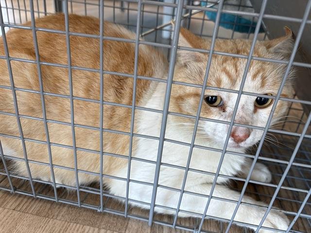 SIR HISSINGTON - Domestic Short Hair available for adoption