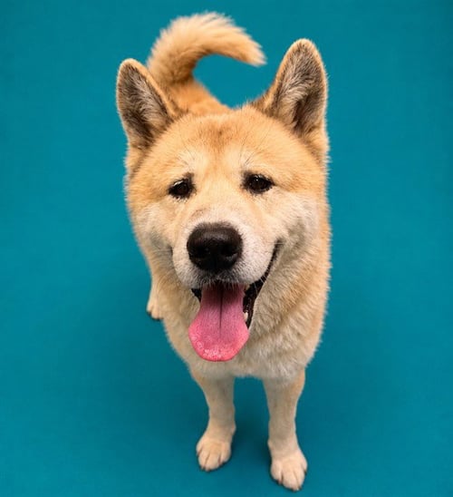 YAO - Chow Chow for adoption in Pearland