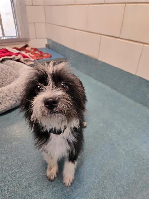 FRITO - Terrier available for adoption