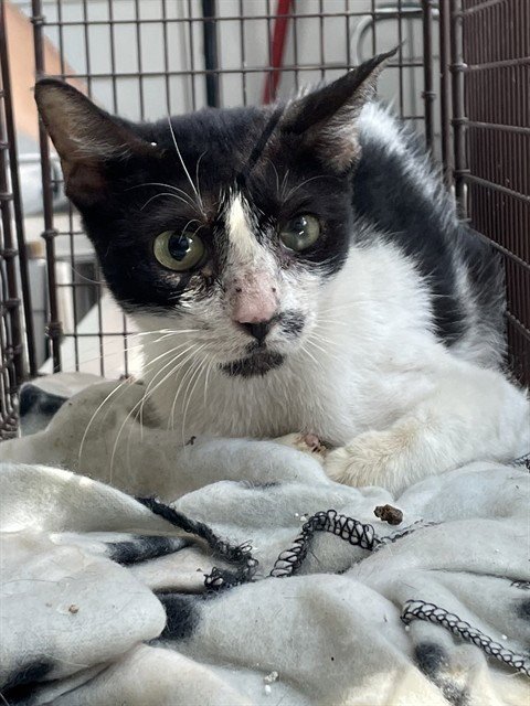 CS - Domestic Short Hair available for adoption