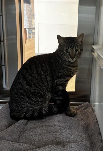 ALEX - Domestic Short Hair available for adoption