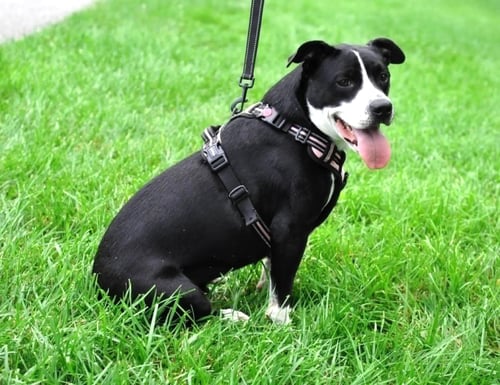 RAIN - Pit Bull Terrier available for adoption