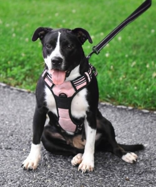 RAIN - Pit Bull Terrier for adoption in Harrisburg