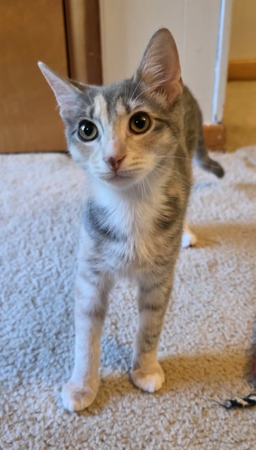 ISADORA