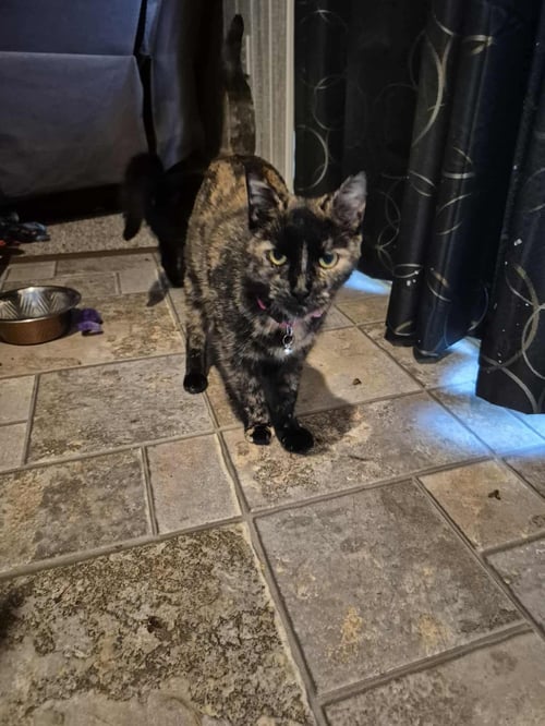 HOCUS POCUS - Tortoiseshell available for adoption
