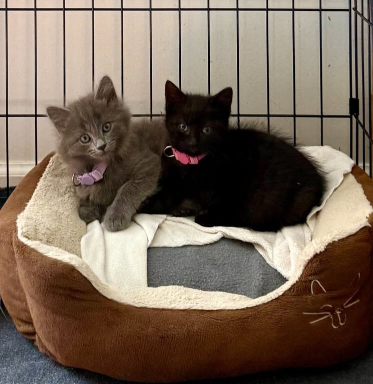 Ethel & Lucy Image