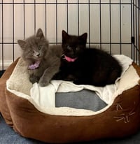 Ethel & Lucy - Photo 1