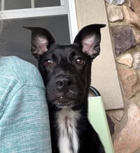 Zuri - Photo 2