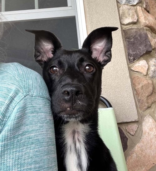 ZURI - Jack Russell Terrier / Border Collie available for adoption