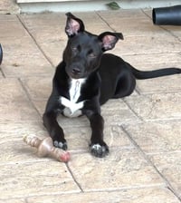 Zuri - Photo 5