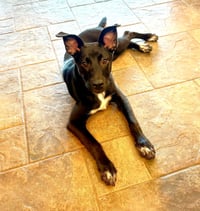 Zuri - Photo 3