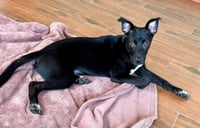Zuri - Photo 6