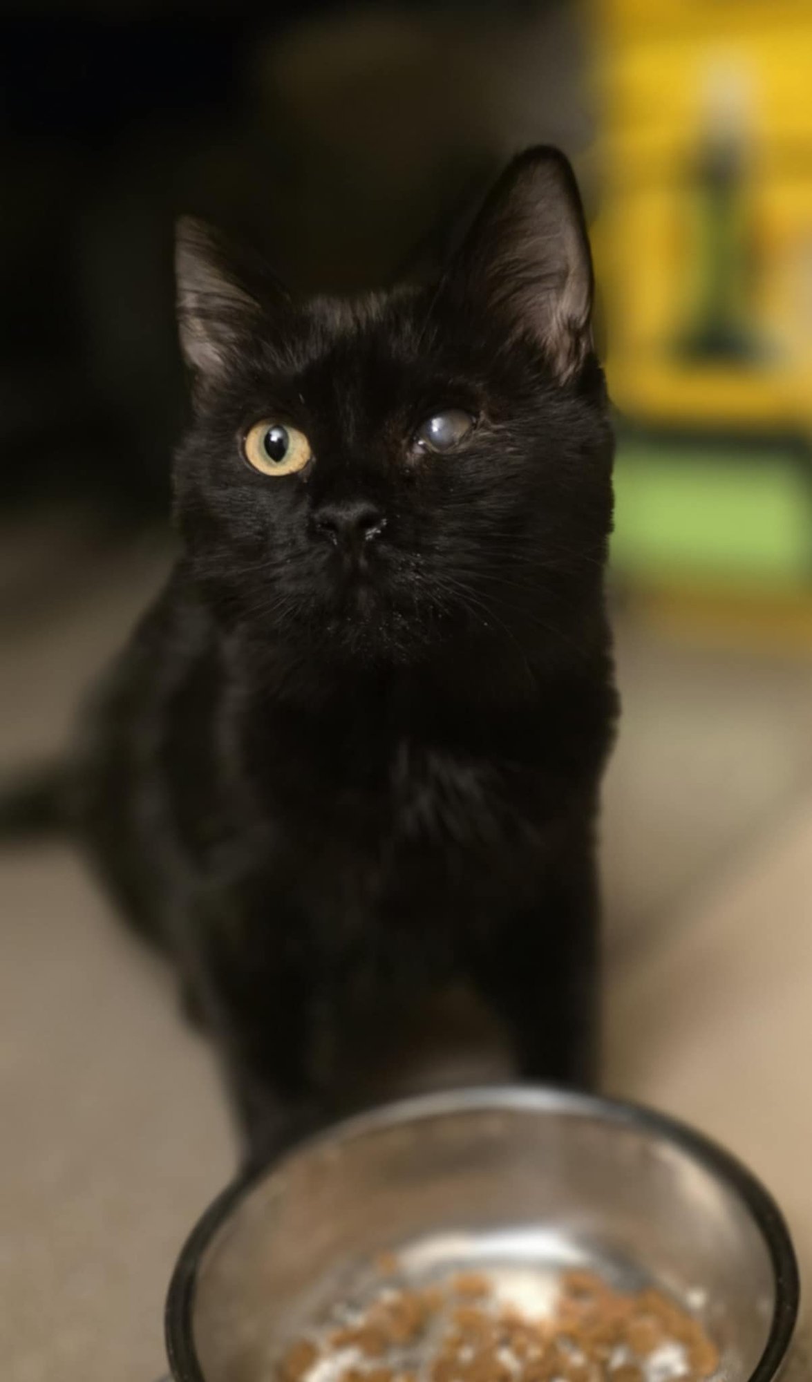 ESMERALDA - Domestic Medium Hair available for adoption