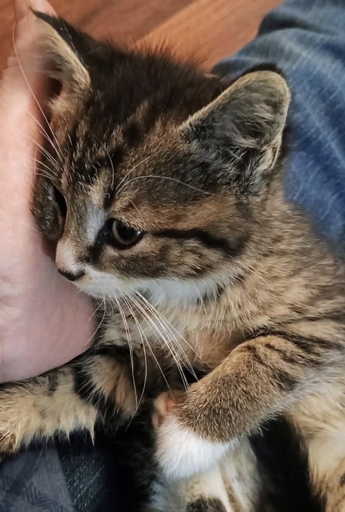 REESE - Domestic Short Hair / Tabby available for adoption