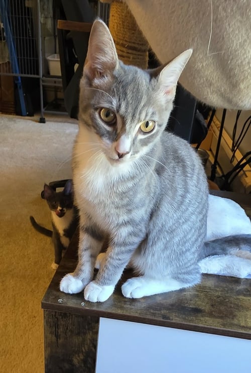 ISAIAH - Domestic Short Hair available for adoption