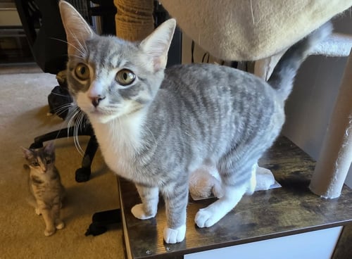 ISAIAH - Domestic Short Hair available for adoption