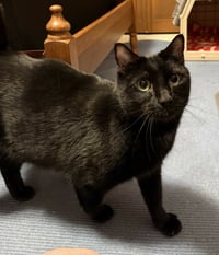 Luna - Photo 3
