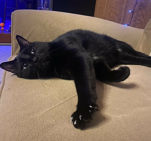 LUNA - Domestic Short Hair available for adoption