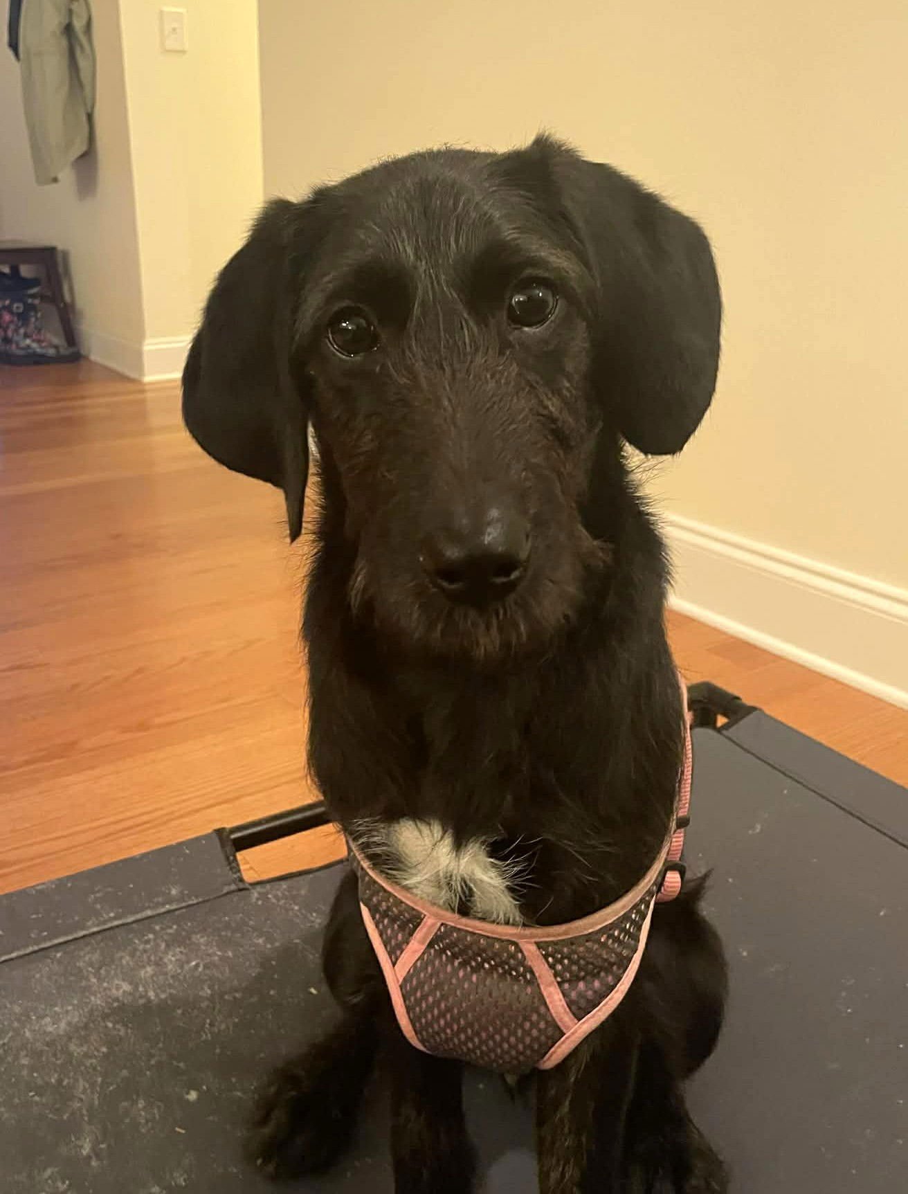 HAZY - Poodle (unknown type) available for adoption