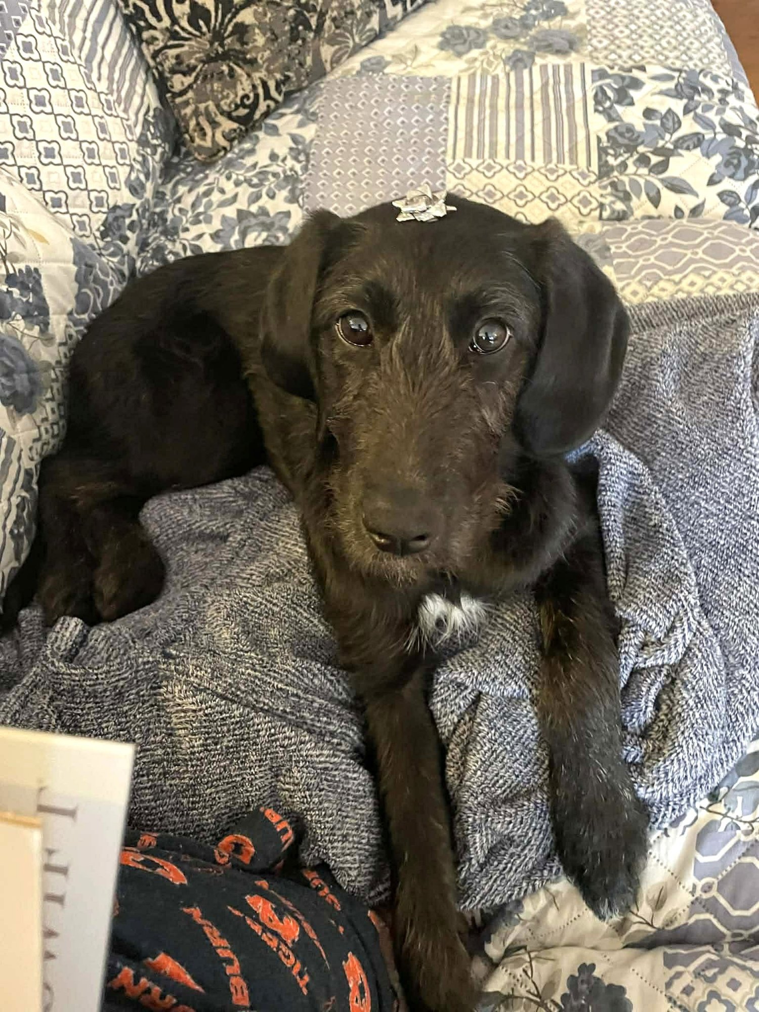 HAZY - Poodle (unknown type) available for adoption